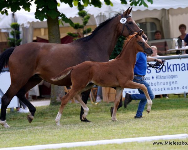 dressage horse Hengst von Fünf Sterne Royal / Rational (Westphalian, 2022, from Fünf Sterne Royal)