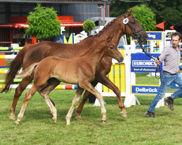 dressage horse Hengst von Baccardi's Best / Fleury (Westphalian, 2021, from Baccardi’s Best)