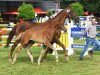 dressage horse Hengst von Baccardi's Best / Fleury (Westphalian, 2021, from Baccardi’s Best)