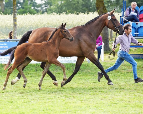 dressage horse Stute von Ehrenpreis / Rational (Westphalian, 2021, from Ehrenpreis)