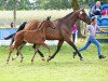 dressage horse Stute von Ehrenpreis / Rational (Westphalian, 2021, from Ehrenpreis)