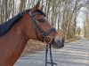 jumper Sunshine 636 (German Riding Pony, 2009, from Hot Chocolate)