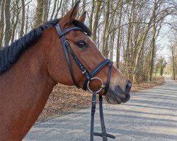 Springpferd Sunshine 636 (Deutsches Reitpony, 2009, von Hot Chocolate)