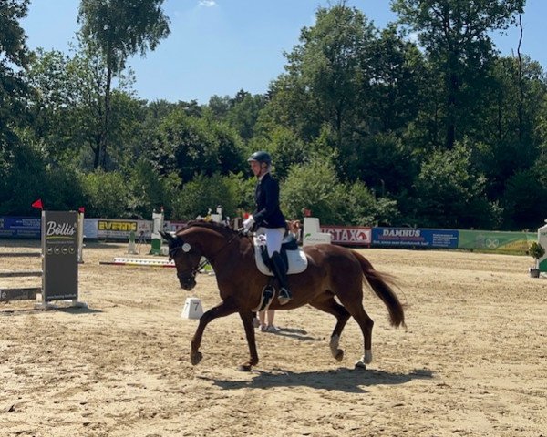 Dressurpferd Queen Lina (Deutsches Sportpferd, 2016, von Quaterback)