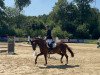 dressage horse Queen Lina (German Sport Horse, 2016, from Quaterback)