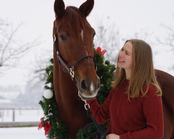 broodmare Diva Dream Fh (Rhinelander, 2016, from Glock's Dream Boy)