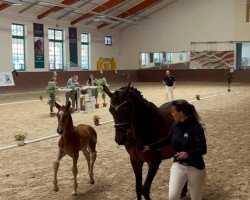 dressage horse Scirocco (Mecklenburg, 2023, from Sezuan's Donnerhall)