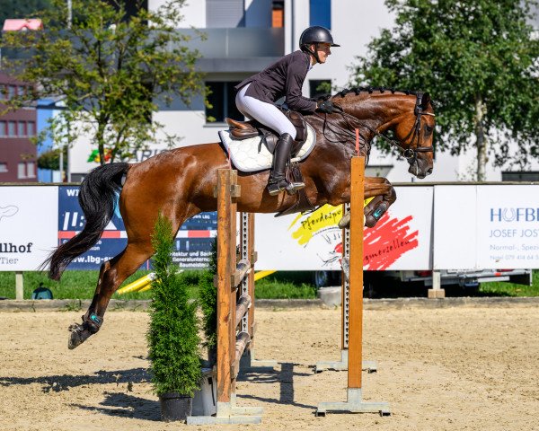jumper Lord La Verdi (KWPN (Royal Dutch Sporthorse), 2016, from Kantje's Ronaldo)