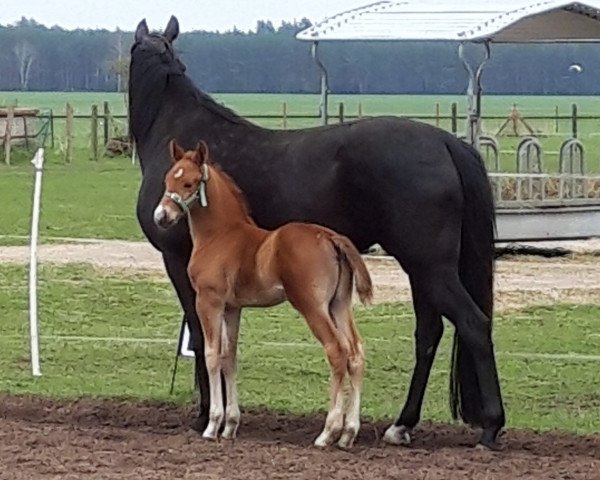 dressage horse Rubino (Mecklenburg, 2023, from Total Hope OLD)