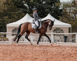 dressage horse RPZ San Rubino (German Sport Horse, 2018, from Santo Domingo)