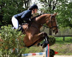 jumper Chardonnay des Pays-Bas (anglo european sporthorse, 2016, from Canterbury)