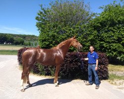 dressage horse Despacita 7 (Westphalian, 2016, from Dankeschön)