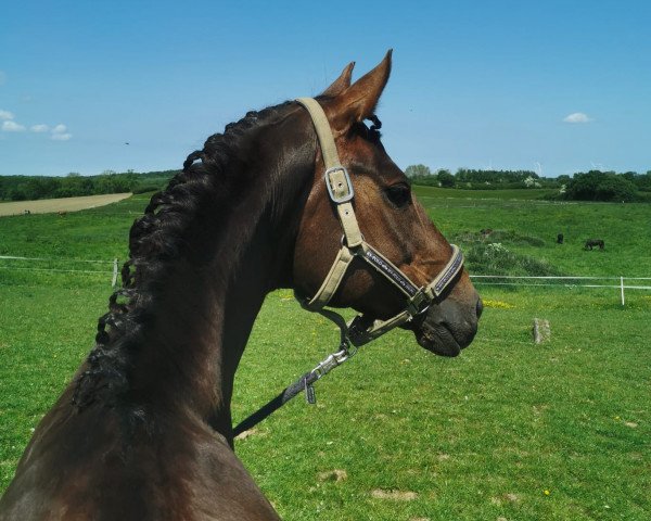 dressage horse Die Schöne 7 (Hanoverian, 2015, from Dannebrog)