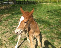 dressage horse Sambuco B (Westphalian, 2014, from Sir Heinrich OLD)