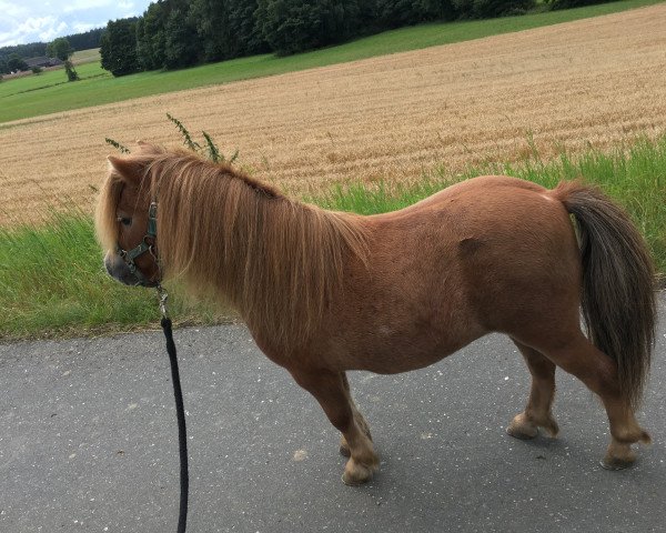 horse Elmo UIT DEN HOUT (Shetland pony (under 87 cm), 2011, from Perfect of Sportview)