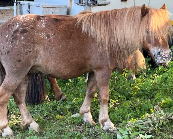 Pferd Pedro (Pony ohne Rassebezeichnung, 2015)