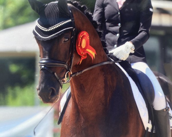 dressage horse Moreno N (German Sport Horse, 2017, from Morricone)
