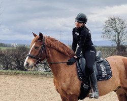 jumper Vicomte du Bosquet (French Pony, 2009, from Quoutsou)