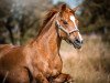 jumper Vicomte du Bosquet (French Pony, 2009, from Quoutsou)