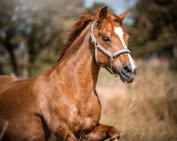 jumper Vicomte du Bosquet (French Pony, 2009, from Quoutsou)