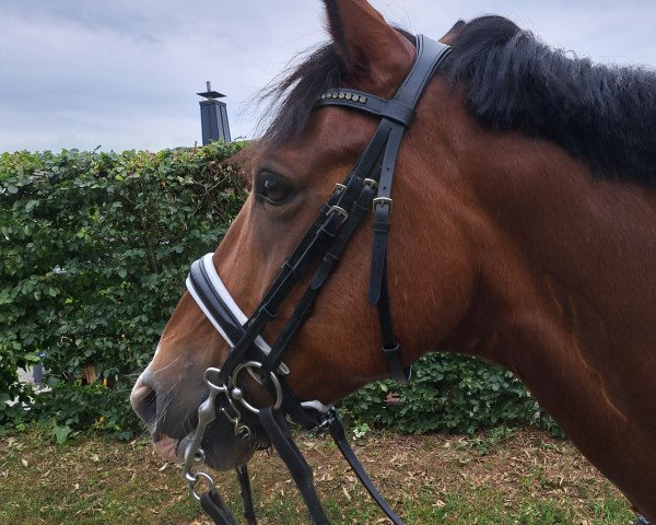 dressage horse Mr. Move F (German Riding Pony, 2016, from The Braes My Mobility)