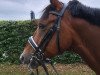 dressage horse Mr. Move F (German Riding Pony, 2016, from The Braes My Mobility)