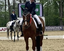 dressage horse Despina 44 (Hanoverian, 2006, from Don Schufro)