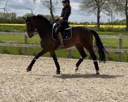 dressage horse Envoy 8 (Hanoverian, 2014, from Estobar NRW)