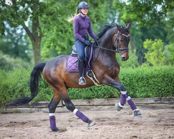 dressage horse Feingeist HR (Hanoverian, 2016, from Fürst Fohlenhof)