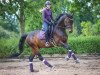 dressage horse Feingeist HR (Hanoverian, 2016, from Fürst Fohlenhof)