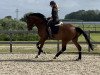 dressage horse Benchley (Westphalian, 2016)