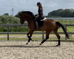 dressage horse Benchley (Westphalian, 2016)