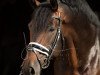 dressage horse Renoir GSH (Austrian Warmblood, 2015, from Revanche de Rubin)