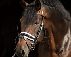 dressage horse Renoir GSH (Austrian Warmblood, 2015, from Revanche de Rubin)