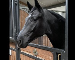 dressage horse Final Hope 3 (Hanoverian, 2017, from Finest)