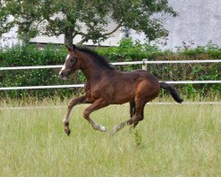 Dressurpferd Groovy Girl (Westfale, 2023, von Global Player)