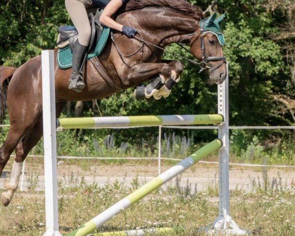jumper Alia a la bonheur (German Sport Horse, 2016, from Almati)