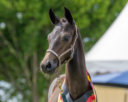 dressage horse Stute von Dynamic Dream / Sezuan (Hanoverian, 2023, from Dynamic Dream)