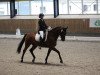 dressage horse Bennet 5 (Hanoverian, 2011, from Bonifatius)