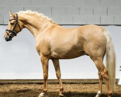 dressage horse Dakota Suite (German Riding Pony, 2018, from Dimension AT NRW)