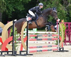 dressage horse Great Destini (German Warmblood, 2017, from Don Farinelli)