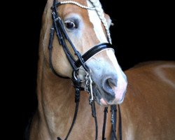 dressage horse Revue 88 (Haflinger, 2011, from Noah II)