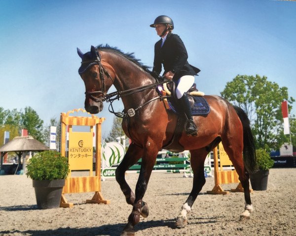 Springpferd Kygo (Koninklijk Warmbloed Paardenstamboek Nederland (KWPN), 2015, von Grand Slam VDL)