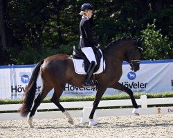 broodmare Gündleinshofs Die Hoffnung (German Riding Pony, 2020, from Notting Hill 2)