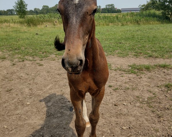 jumper Comino (Holsteiner, 2023, from Camino Royal)