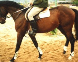 stallion Conquista AA (Anglo-Arabs, 1983, from Aligote AA)