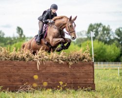 broodmare Dauxane Blues AA (Anglo-Arabs, 2013, from Griot de Mara AA)