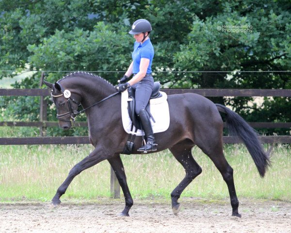 broodmare Rosengarten (Westphalian, 2013, from Rational 2)