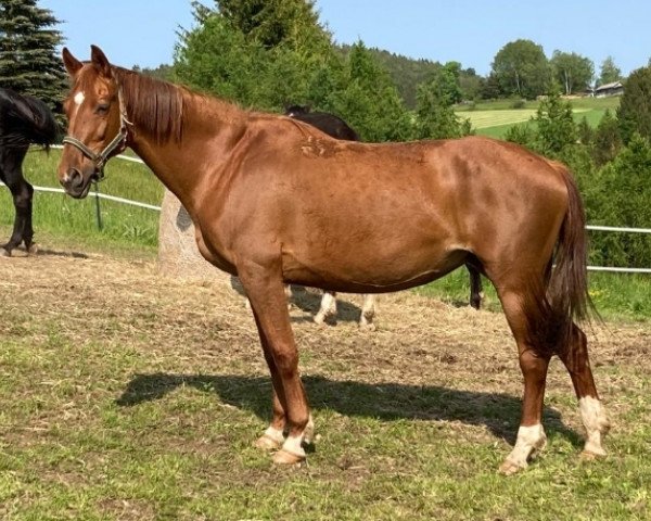 broodmare Pifa Fatescha (Russian Trakehner, 2007, from Farchad)