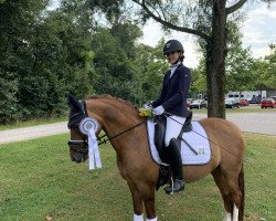 dressage horse Leonie (German Riding Pony, 2007, from FS Don't Worry)